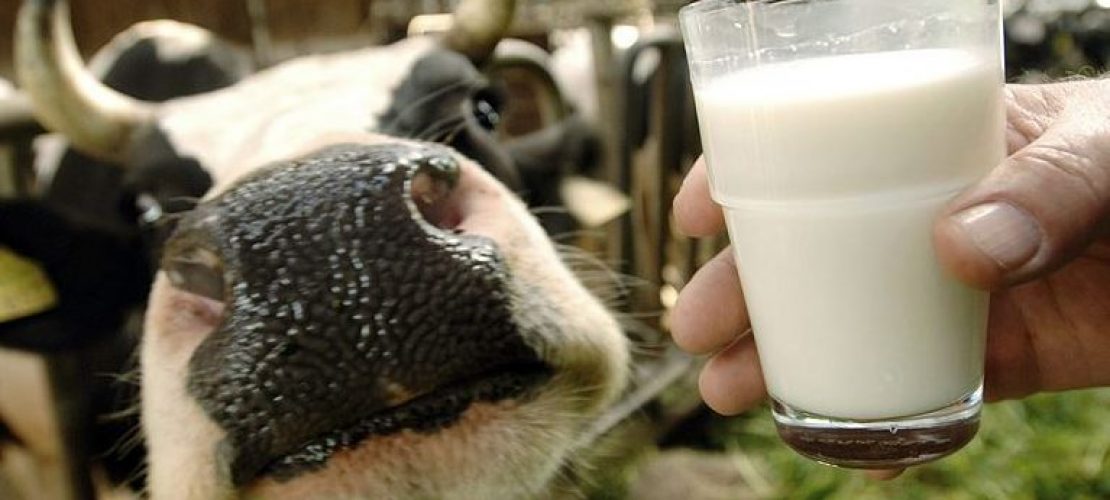 Warum ist Milch so billig?