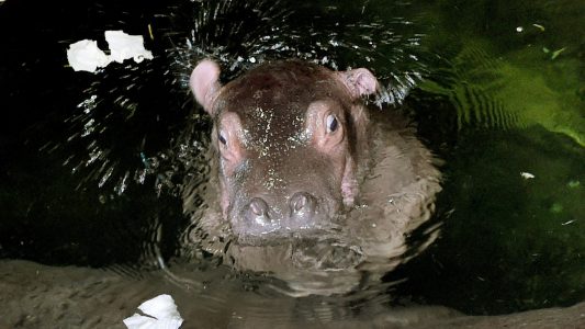 Dieses Baby trinkt unter Wasser