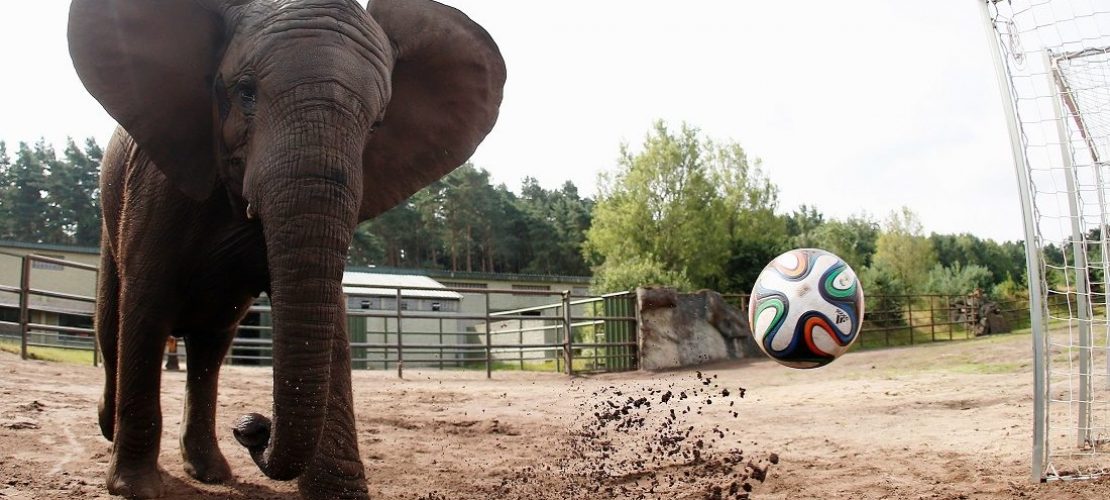 Elefanten lieben Fußball