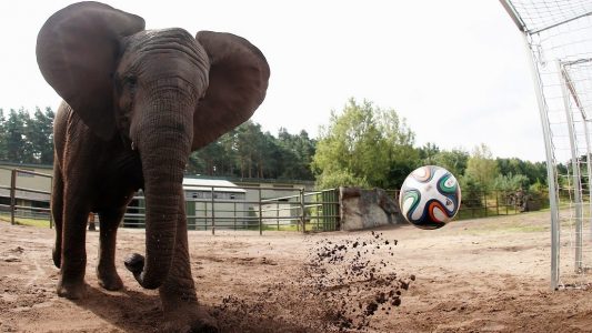 Elefanten lieben Fußball