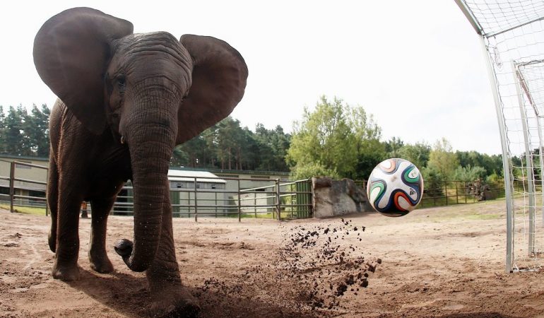 Elefanten lieben Fußball