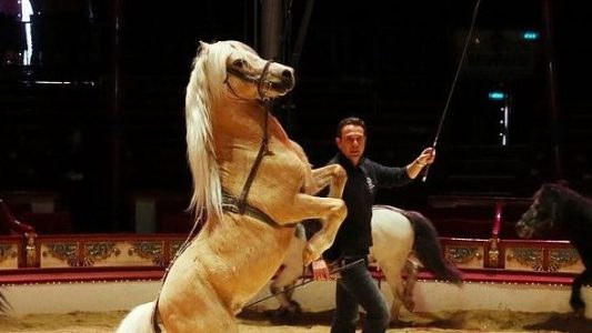 Kunststücke im Zirkuszelt