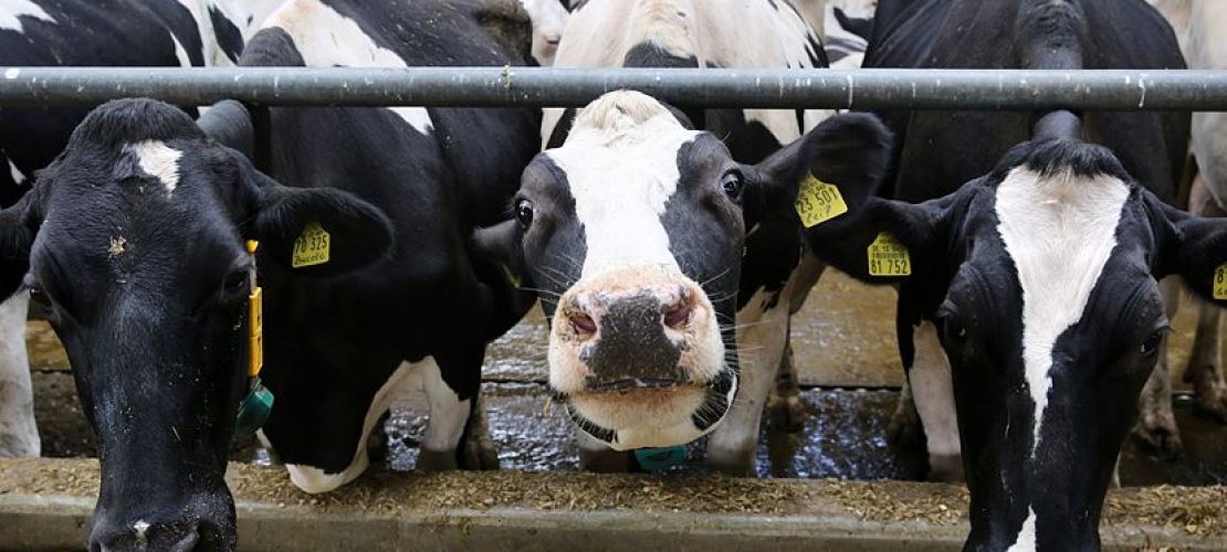 Warum Milchbauern wenig verdienen