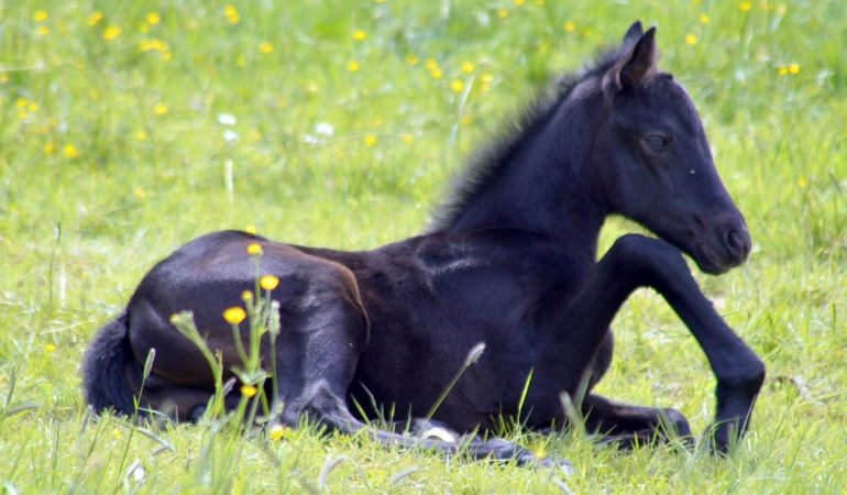 Warum werden Fohlen nachts geboren?