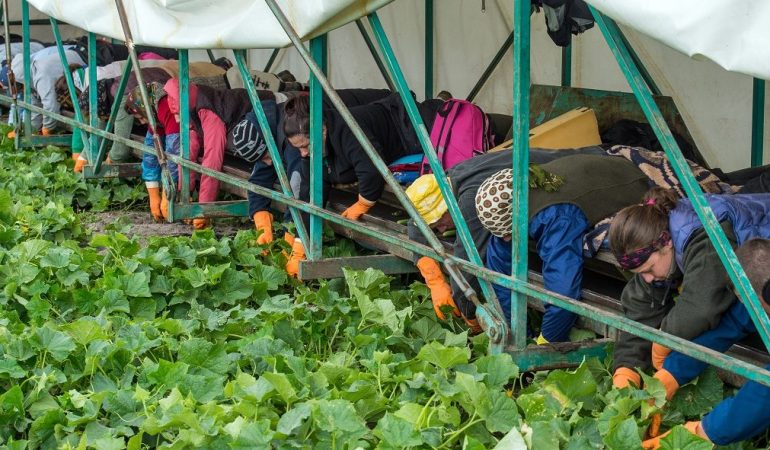 Was ist ein Gurkenflieger?