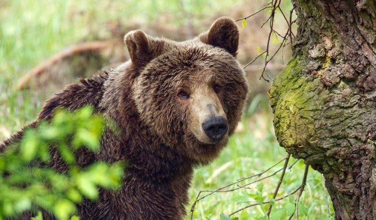 Heimat für seltene Tiere