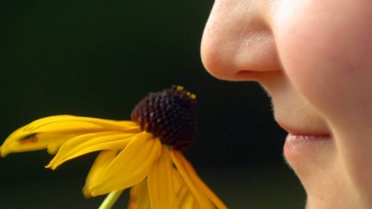Wie riechen wir eigentlich?