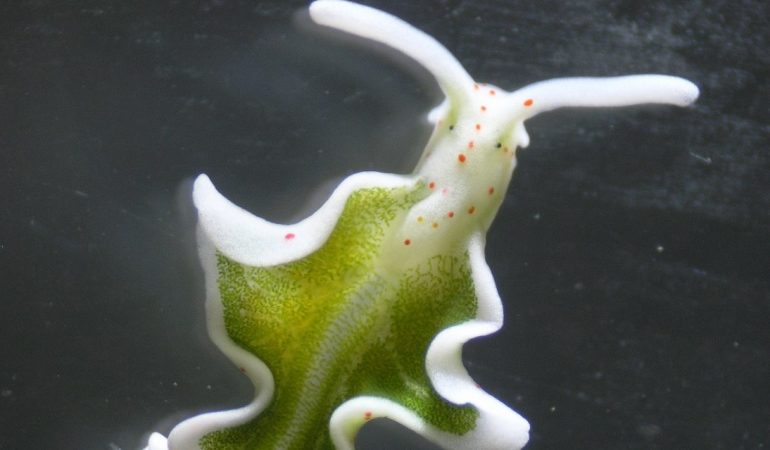 Wie können Schnecken leben, ohne zu fressen?