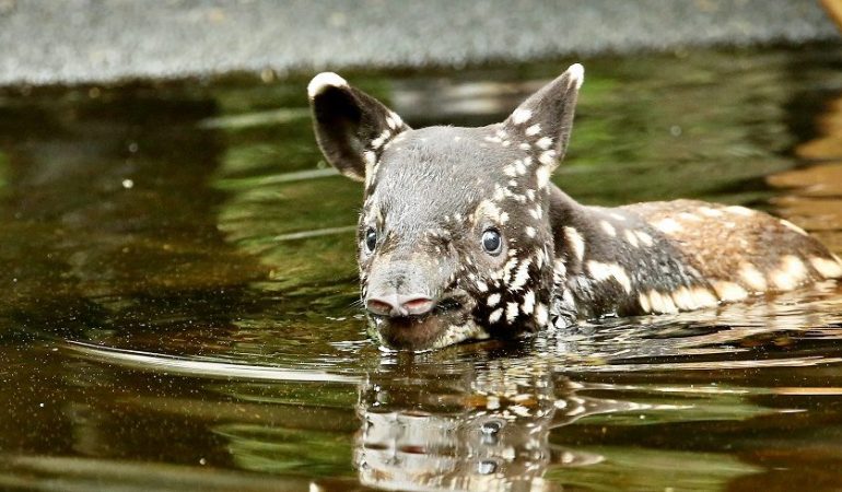 Kleiner Tapir kühlt sich ab