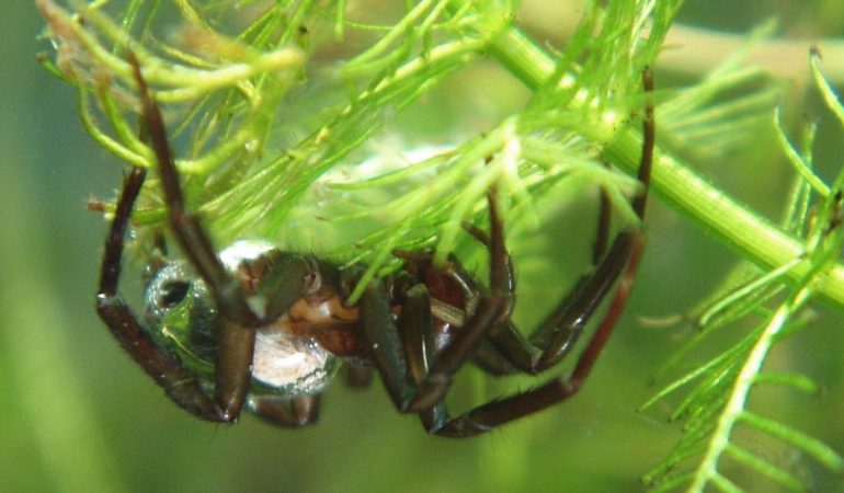 Wie atmen Spinnen unter Wasser?