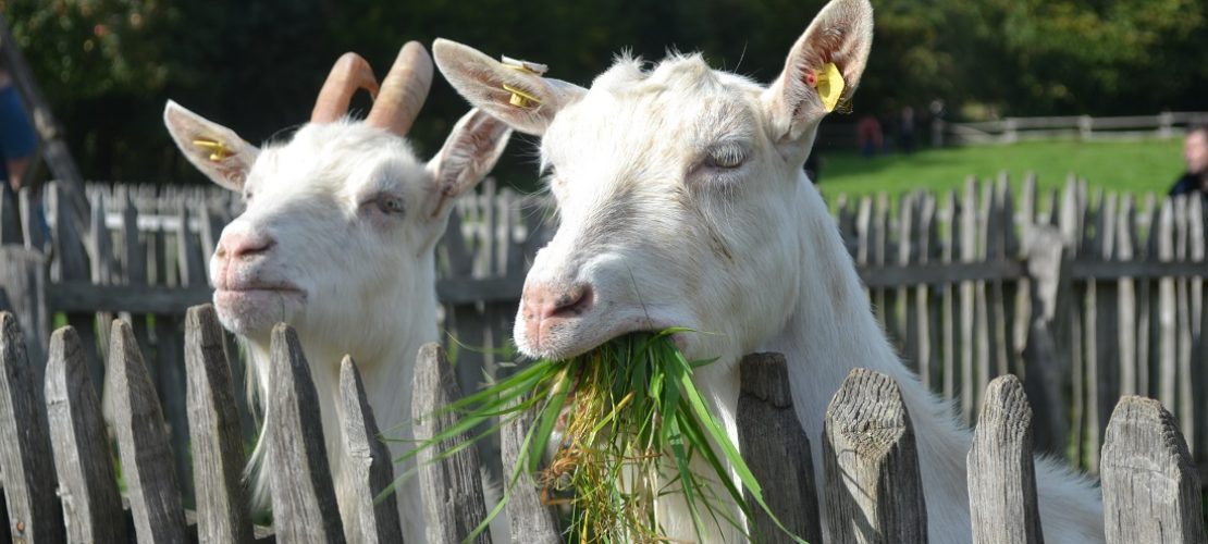 Ausgehtipps: Tiere, Tunnel, tolle Blumen