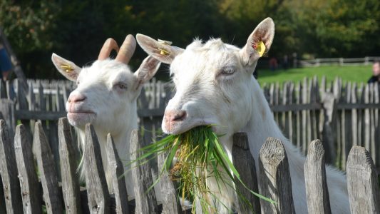 Ausgehtipps: Tiere, Tunnel, tolle Blumen