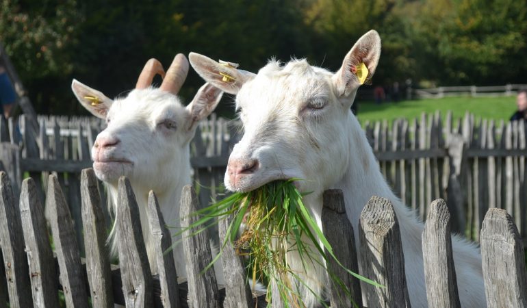 Ausgehtipps: Tiere, Tunnel, tolle Blumen