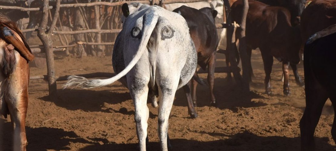 Warum haben Kühe in Afrika Augen auf dem Hintern?