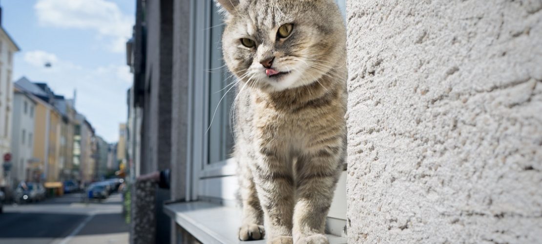Katzen haben einfach faszinierende Körper. (Foto: dpa)