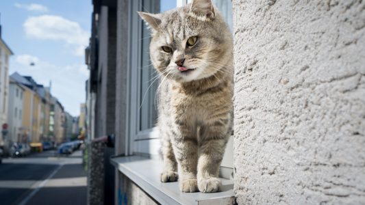 Katzen haben einfach faszinierende Körper. (Foto: dpa)