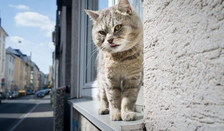 Katzen haben einfach faszinierende Körper. (Foto: dpa)