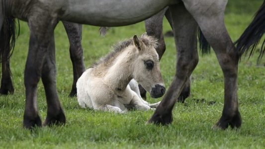 Ferien-Tipps für Pferdefans