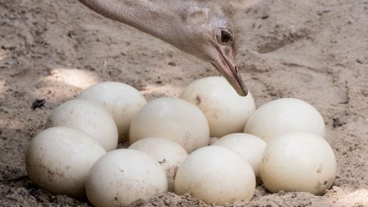 So werden Straußeneier im Zoo gebrütet