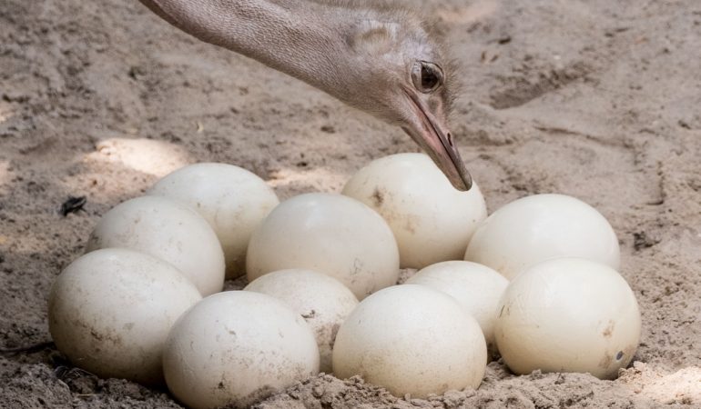 So werden Straußeneier im Zoo gebrütet