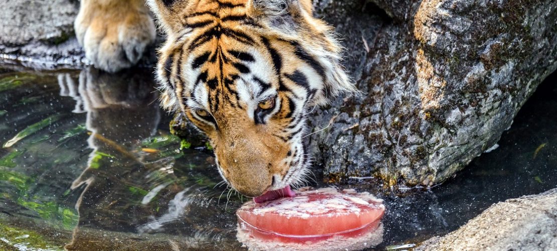 Ein Tag für den Tiger