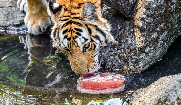 Ein Tag für den Tiger