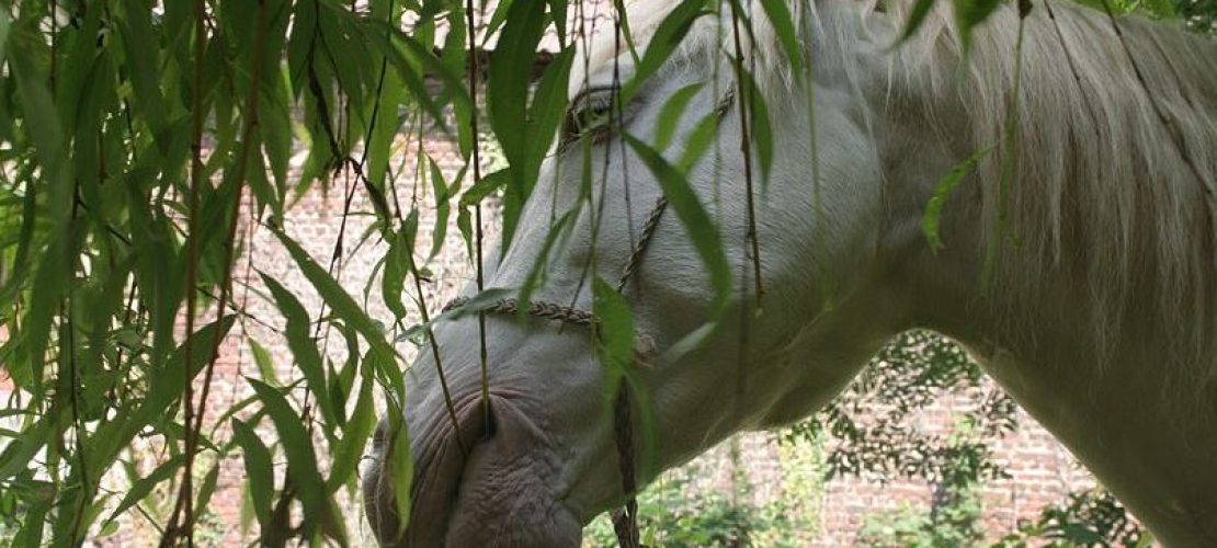 Kino-Tipp: So ist “Wendy”