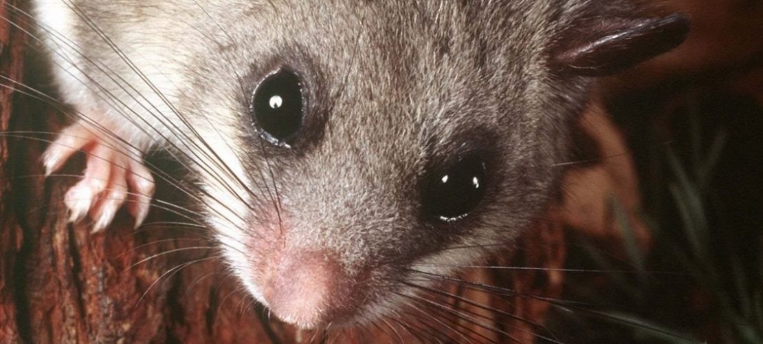 Siebenschläfer live im Video