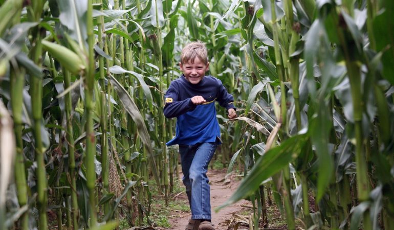 Feiern in Deutz, verlaufen im Mais-Irrgarten