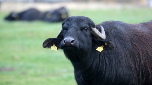Büffel sollen Schilf auffressen