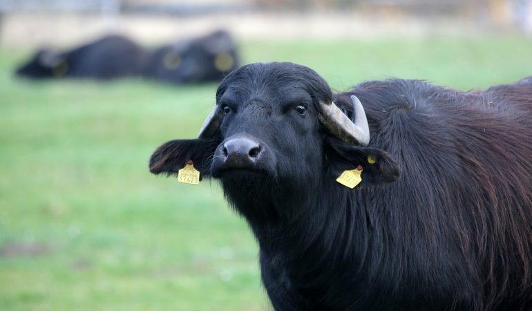 Büffel sollen Schilf auffressen