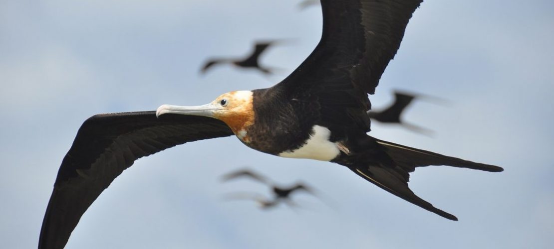 Diese Vögel schlafen im Flug