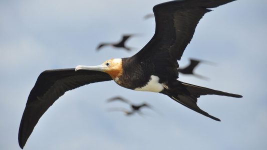 Diese Vögel schlafen im Flug