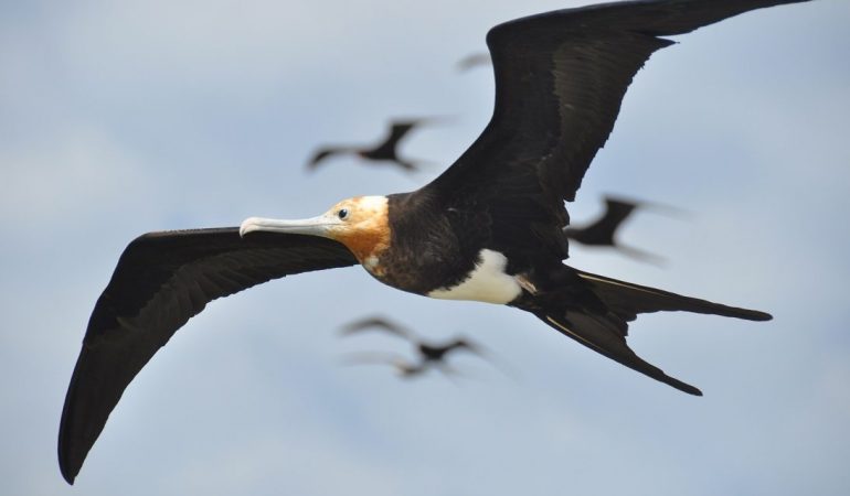 Diese Vögel schlafen im Flug