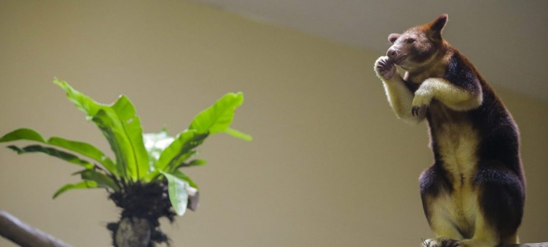 Leben Kängurus auf Bäumen?