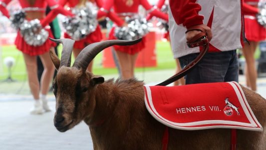 Die Maskottchen der Bundesliga