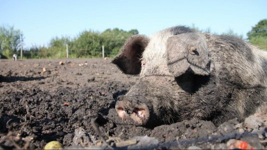 Wie kühlen sich Tiere bei Hitze ab?