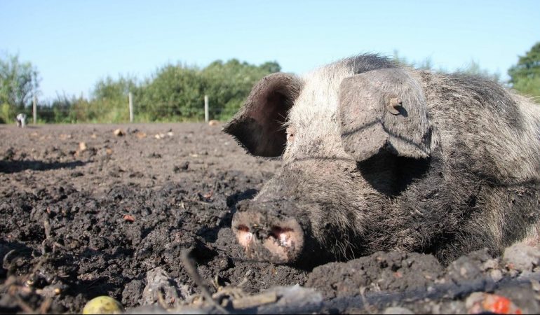 Wie kühlen sich Tiere bei Hitze ab?