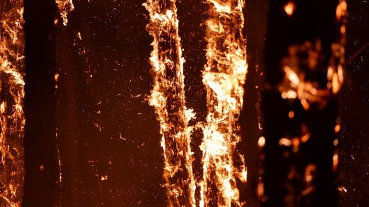 Wie entstehen Waldbrände?