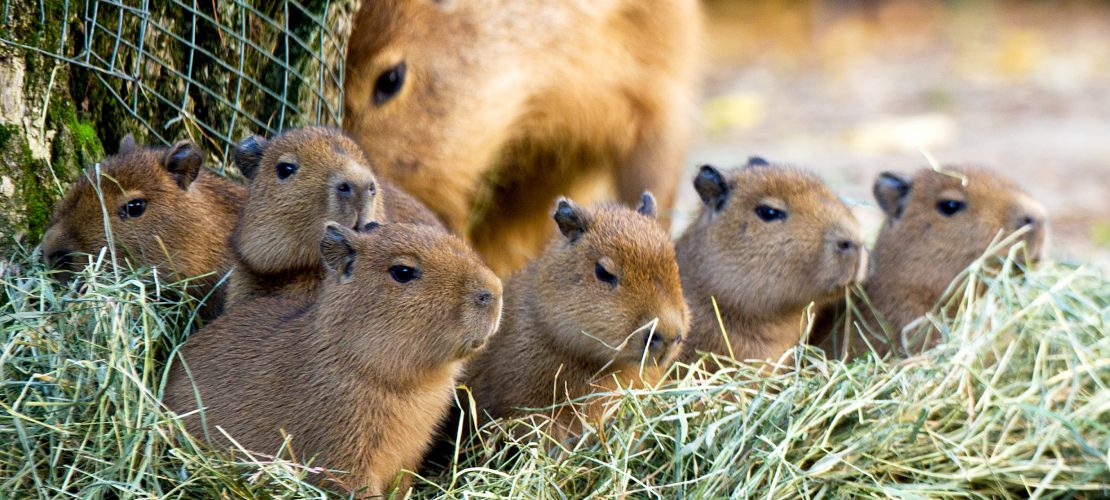Exotische Tiere