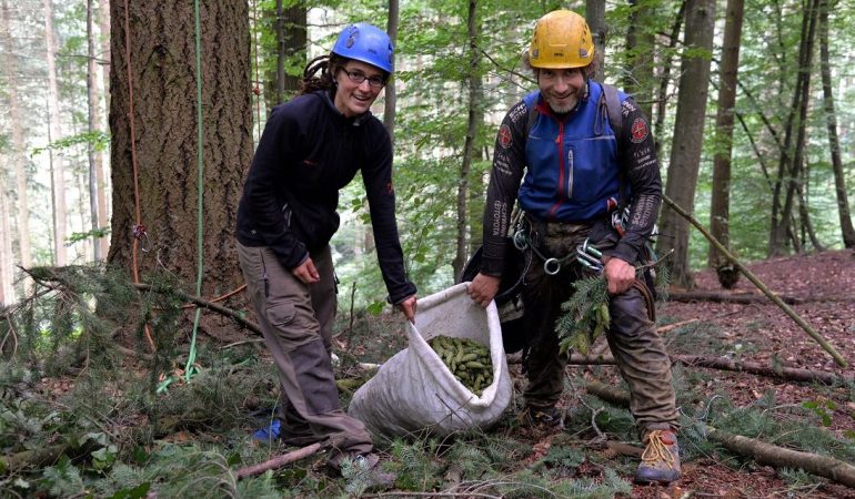 Zapfenpflücker sorgen für neue Bäume