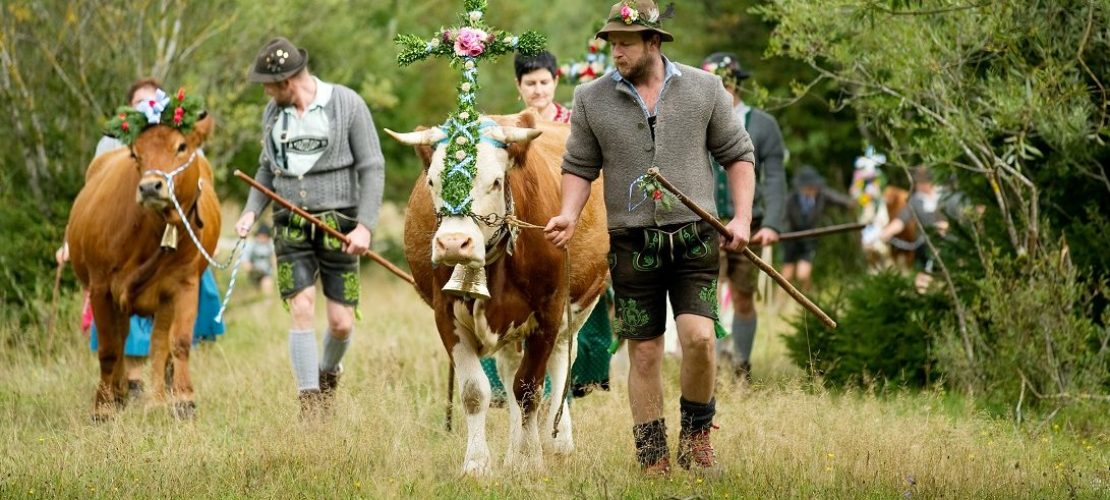 Kühe auf Wanderschaft