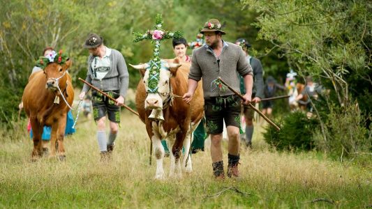 Kühe auf Wanderschaft