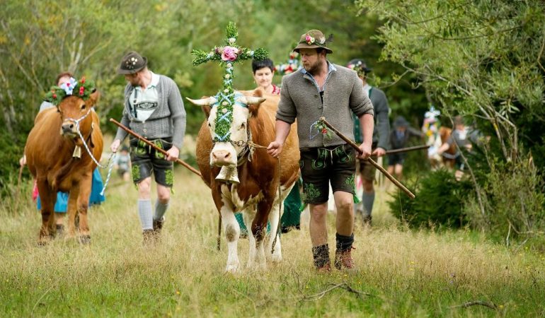 Kühe auf Wanderschaft