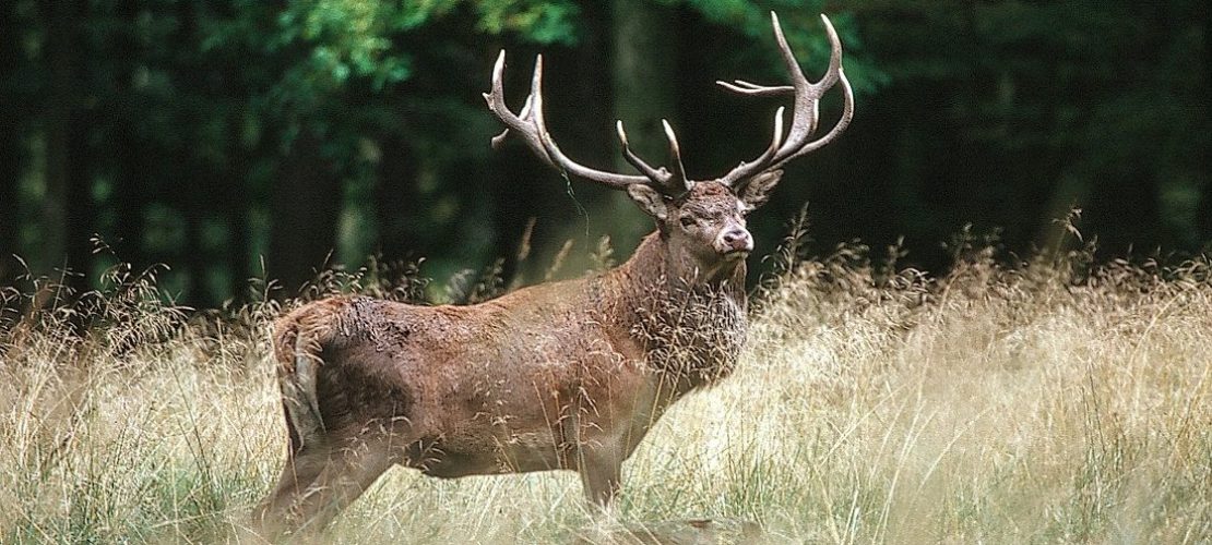 Die Brunft der Hirsche