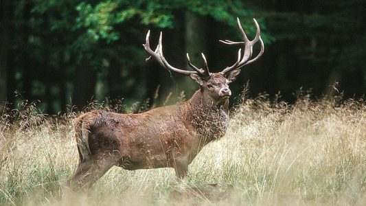 Die Brunft der Hirsche