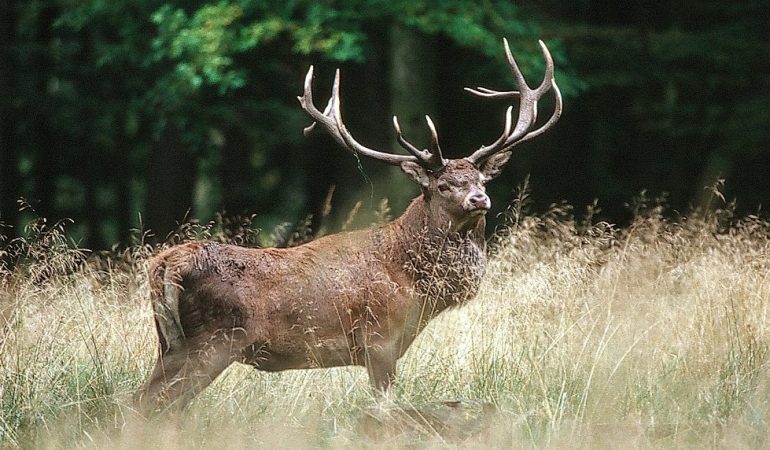 Die Brunft der Hirsche