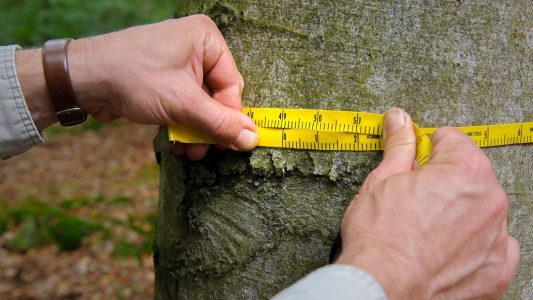 Was ist eine Bauminventur?