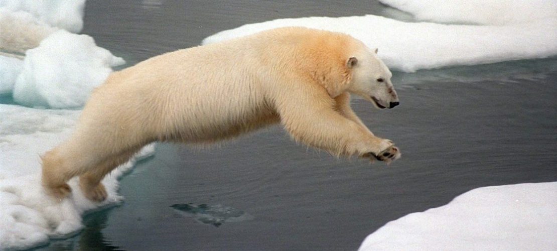 Die Eiswelt schmilzt