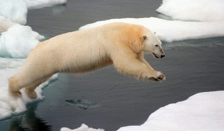 Die Eiswelt schmilzt